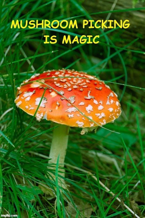 Mushroom picking is magic ! | image tagged in hallucinate | made w/ Imgflip meme maker