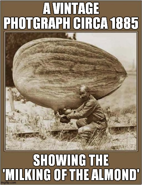 A Suspicious Photograph ? | A VINTAGE PHOTGRAPH CIRCA 1885; SHOWING THE 'MILKING OF THE ALMOND' | image tagged in vegans,almond milk,fake news | made w/ Imgflip meme maker