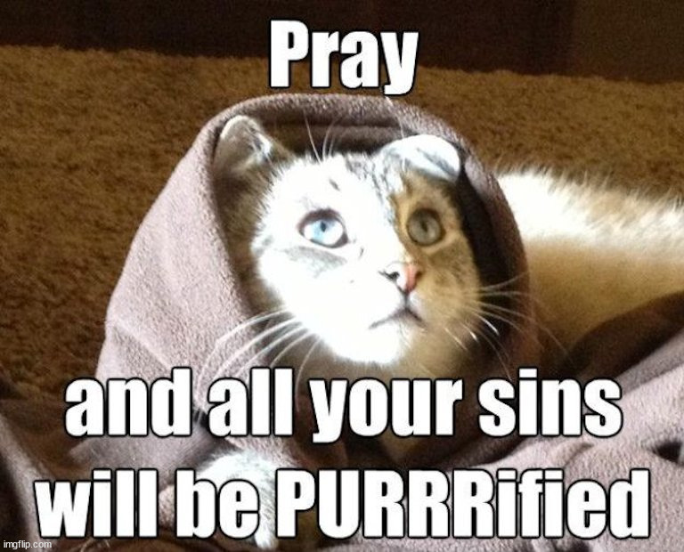 image tagged in cats | made w/ Imgflip meme maker