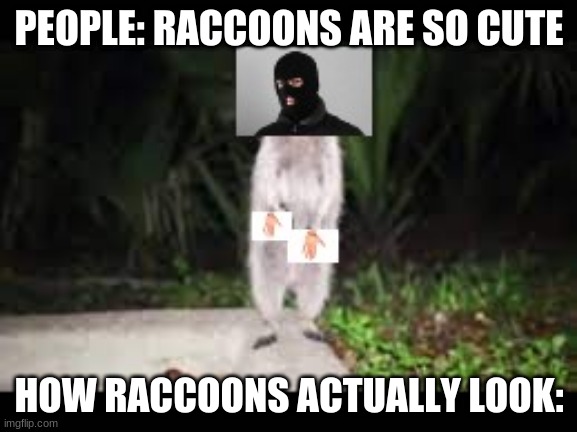 how raccoons actully look | PEOPLE: RACCOONS ARE SO CUTE; HOW RACCOONS ACTUALLY LOOK: | image tagged in racoon,raccoon,funny memes,funny,lol so funny | made w/ Imgflip meme maker