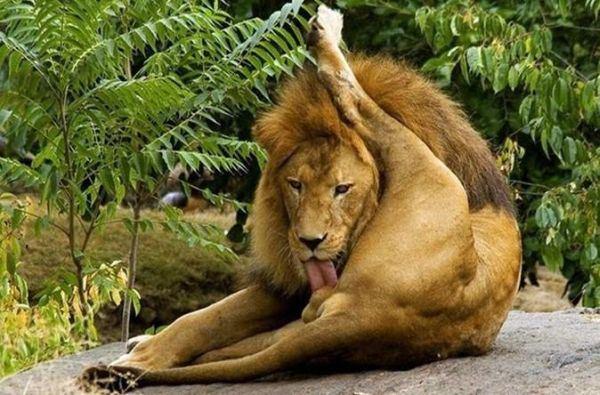 Image result for lion liking your own balls