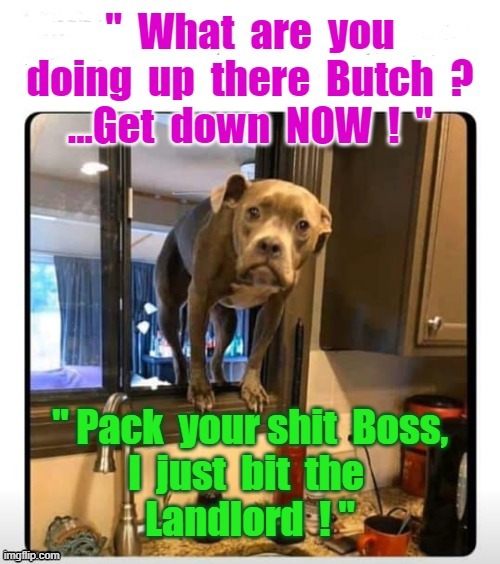 Pack your shit boss ! | image tagged in pack your things we're leaving | made w/ Imgflip meme maker
