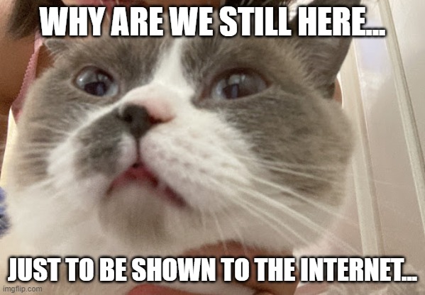 Cat | WHY ARE WE STILL HERE... JUST TO BE SHOWN TO THE INTERNET... | image tagged in fun,cat,funny cat,why are we still here | made w/ Imgflip meme maker