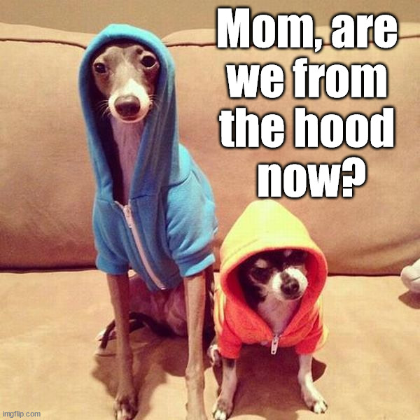 Mom, are 
we from 
the hood 
now? | image tagged in dogs | made w/ Imgflip meme maker