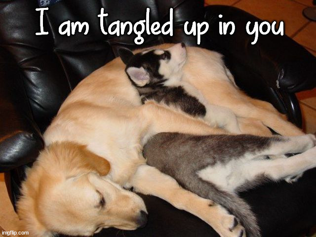 For my wife- Love you | I am tangled up in you | image tagged in dogs,i love you | made w/ Imgflip meme maker