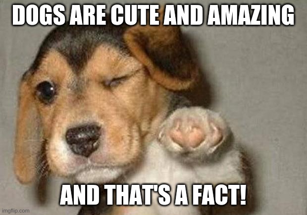 Doggooooooooo | DOGS ARE CUTE AND AMAZING; AND THAT'S A FACT! | image tagged in winking dog,doggo,dogs,cute,aww | made w/ Imgflip meme maker