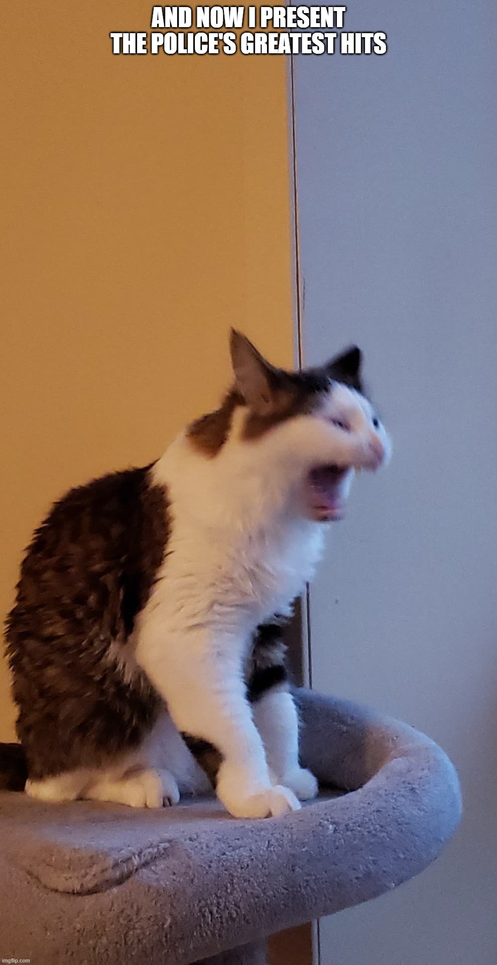 Roxanne | AND NOW I PRESENT THE POLICE'S GREATEST HITS | image tagged in oscar,cats,singing,yawning,silly | made w/ Imgflip meme maker