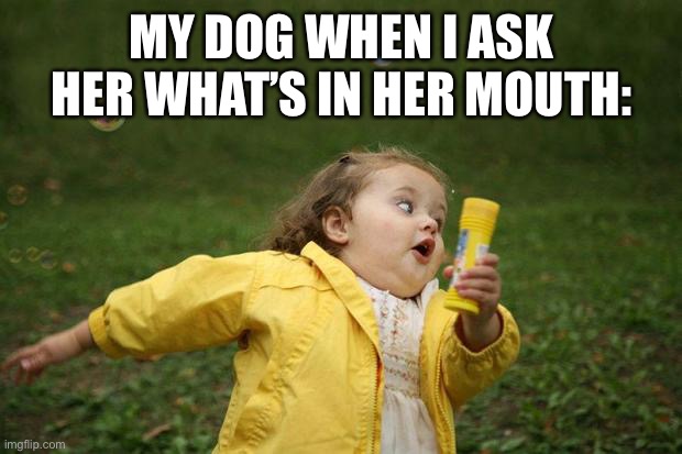 girl running | MY DOG WHEN I ASK HER WHAT’S IN HER MOUTH: | image tagged in girl running | made w/ Imgflip meme maker