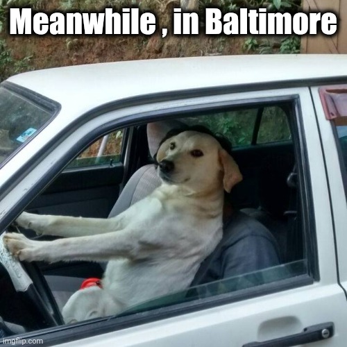 dog driving | Meanwhile , in Baltimore | image tagged in dog driving | made w/ Imgflip meme maker