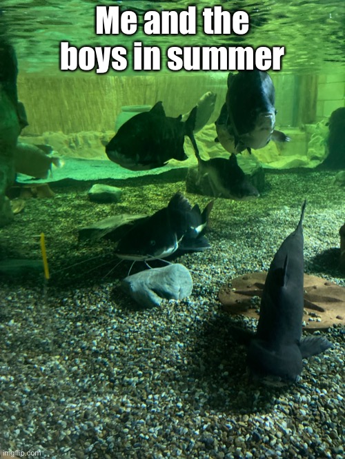 Yep, true | Me and the boys in summer | image tagged in pool,summer | made w/ Imgflip meme maker