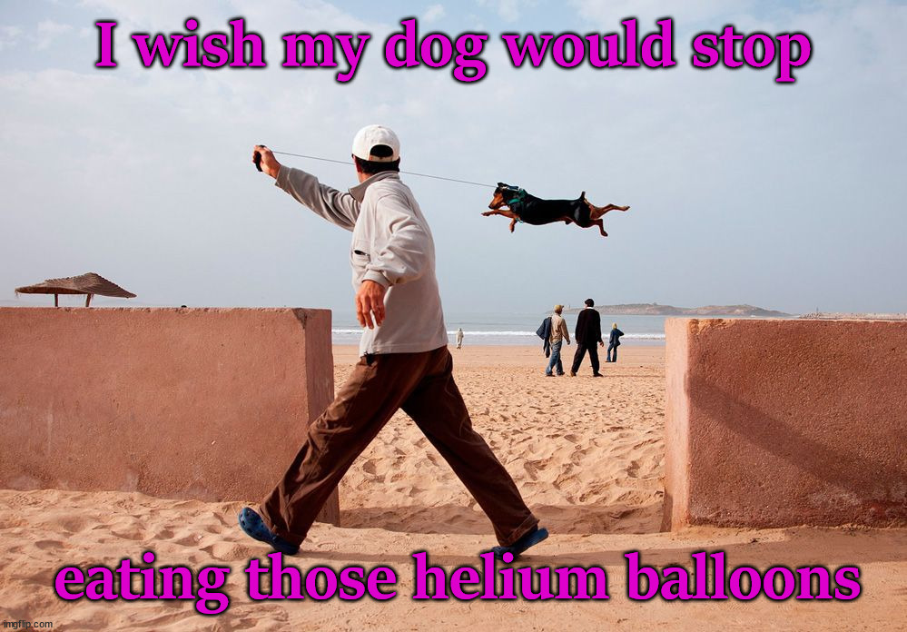 I wish my dog would stop; eating those helium balloons | image tagged in dogs | made w/ Imgflip meme maker