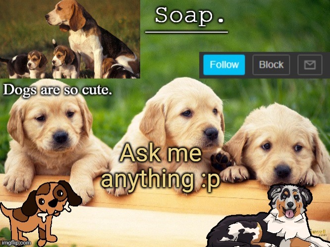 Soap doggo temp | Ask me anything :p | image tagged in soap doggo temp ty yachi | made w/ Imgflip meme maker