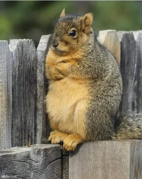 Annoyed Squirrel | image tagged in annoyed squirrel | made w/ Imgflip meme maker