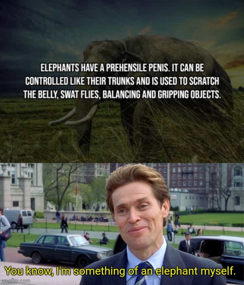 Elephant man | image tagged in funny | made w/ Imgflip meme maker