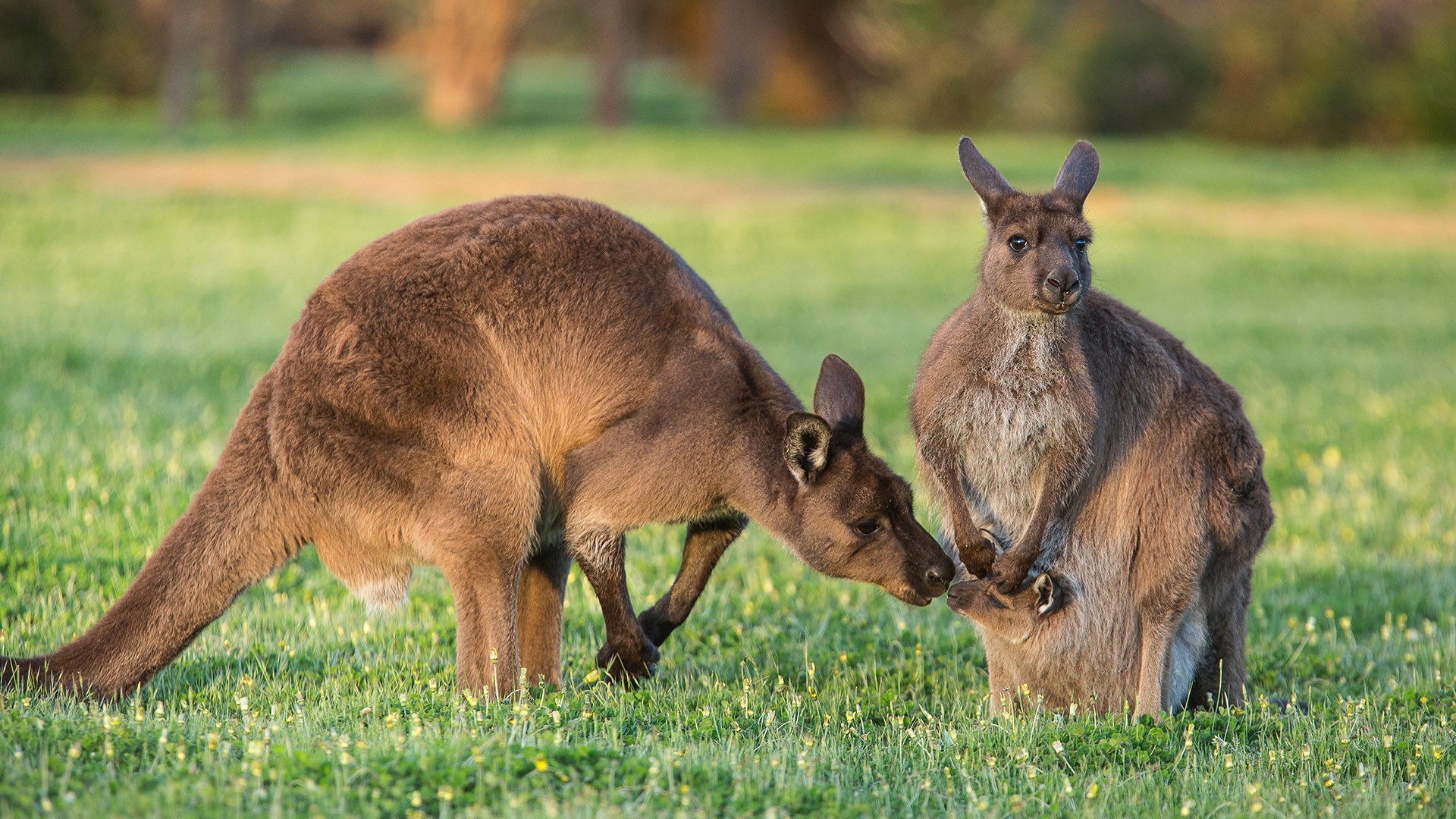 Windows Lock Screen Kangaroos Blank Meme Template