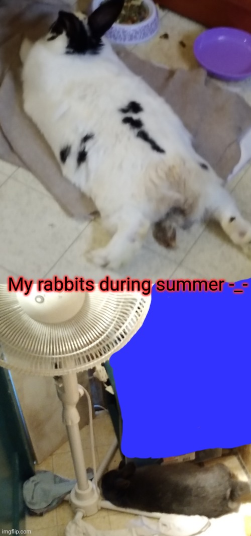 Especially OJ (the top)- she will s p r e a d out to where she looks like a pancake | My rabbits during summer -_- | made w/ Imgflip meme maker
