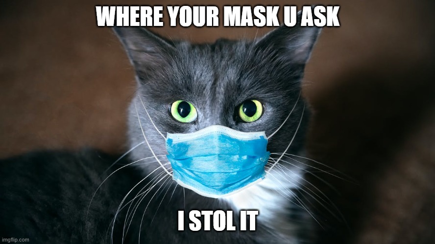 cat stole your mask | WHERE YOUR MASK U ASK; I STOL IT | image tagged in catvid cat | made w/ Imgflip meme maker