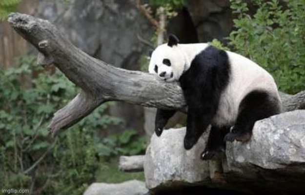 Lazy day | image tagged in lazy panda | made w/ Imgflip meme maker
