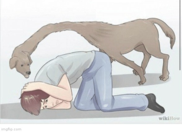 image tagged in wikihow dog | made w/ Imgflip meme maker