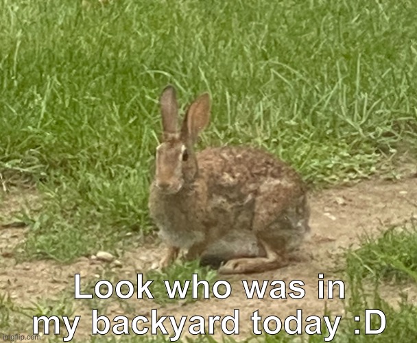 I don’t care what gender this rabbit is, I’m calling it Daisy | Look who was in my backyard today :D | image tagged in doom eternal,doom,daisy | made w/ Imgflip meme maker
