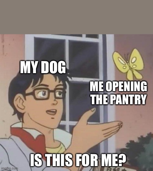 Is This A Pigeon Meme | MY DOG; ME OPENING THE PANTRY; IS THIS FOR ME? | image tagged in memes,is this a pigeon,dogs,dog,dog memes,dog meme | made w/ Imgflip meme maker