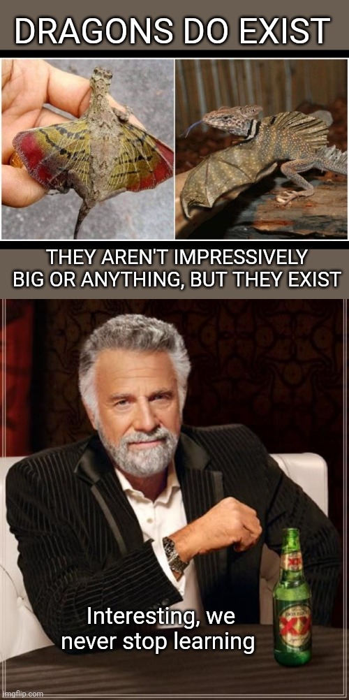 Dragons actually exist | DRAGONS DO EXIST; THEY AREN'T IMPRESSIVELY BIG OR ANYTHING, BUT THEY EXIST; Interesting, we never stop learning | image tagged in memes,the most interesting man in the world,dragons | made w/ Imgflip meme maker