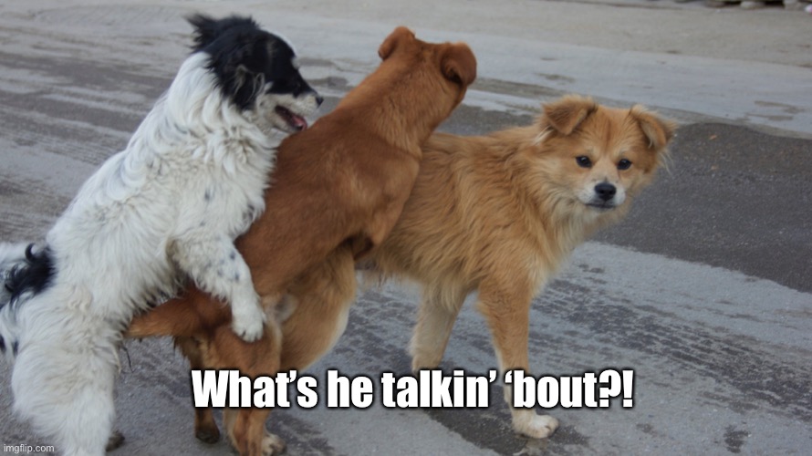 dogs humping | What’s he talkin’ ‘bout?! | image tagged in dogs humping | made w/ Imgflip meme maker