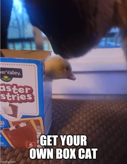 DUCKY WINS THE BOX | GET YOUR OWN BOX CAT | image tagged in ducks,duck,duckling,cats | made w/ Imgflip meme maker
