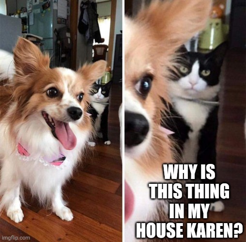 KITTY IS NOT HAPPY | WHY IS THIS THING IN MY HOUSE KAREN? | image tagged in cats,funny cats,dog | made w/ Imgflip meme maker