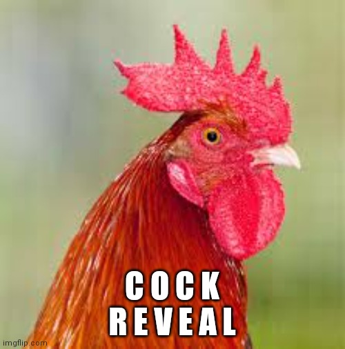 rooster | C O C K
R E V E A L | image tagged in rooster | made w/ Imgflip meme maker
