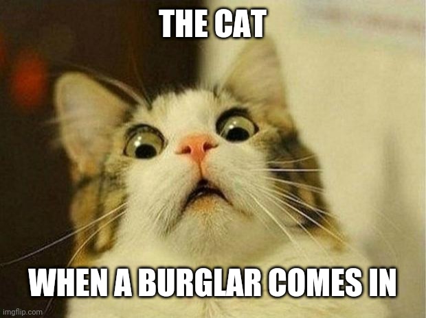 Scared Cat Meme | THE CAT; WHEN A BURGLAR COMES IN | image tagged in memes,scared cat | made w/ Imgflip meme maker