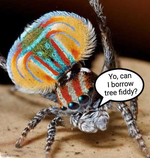 Peacock Spider | Yo, can I borrow tree fiddy? | image tagged in creepy,spider,tree fiddy,awesome pic | made w/ Imgflip meme maker