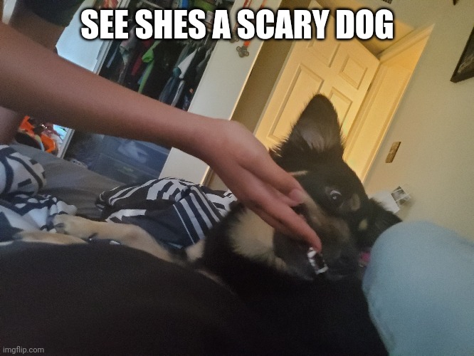 This is to Bubonic | SEE SHES A SCARY DOG | made w/ Imgflip meme maker