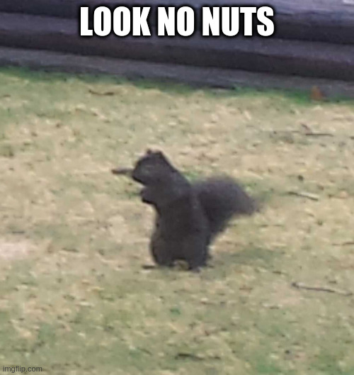 Squirrel! | LOOK NO NUTS | image tagged in squirrel | made w/ Imgflip meme maker