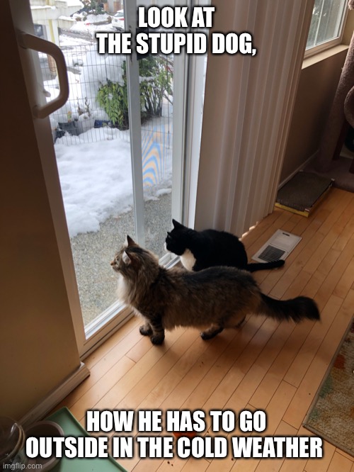 2 cats looking at snow | LOOK AT THE STUPID DOG, HOW HE HAS TO GO OUTSIDE IN THE COLD WEATHER | image tagged in 2 cats looking at snow | made w/ Imgflip meme maker