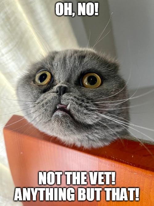 OH, NO! NOT THE VET!
ANYTHING BUT THAT! | image tagged in memes,cat,cats | made w/ Imgflip meme maker