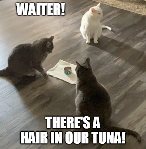 WAITER! THERE'S A HAIR IN OUR TUNA! | image tagged in memes,cat,cats | made w/ Imgflip meme maker