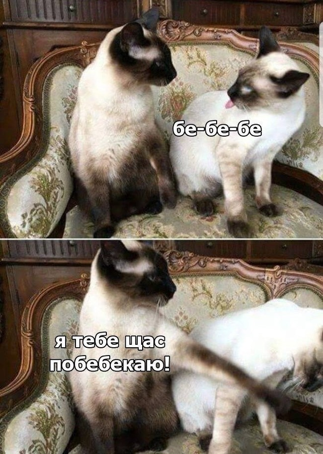 High Quality Siamese cats fighting, copy in Russian Blank Meme Template