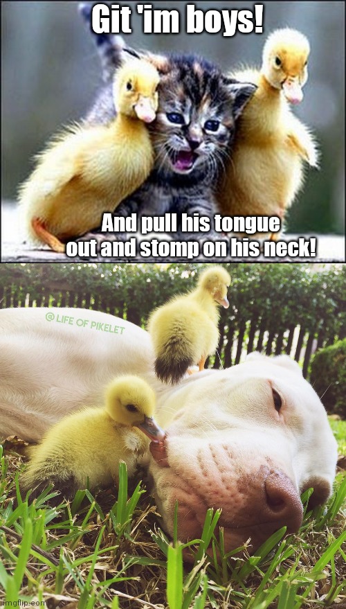 Git 'im boys! And pull his tongue out and stomp on his neck! | image tagged in kitten with ducklings,ducklings and dog | made w/ Imgflip meme maker