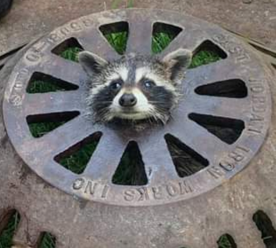 High Quality Raccoon in grate Blank Meme Template