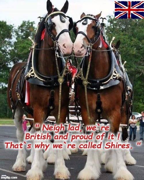 British Shire Horses | image tagged in patriots | made w/ Imgflip meme maker