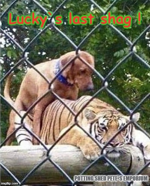 Lucky`s Last Shag ! | image tagged in doggie | made w/ Imgflip meme maker