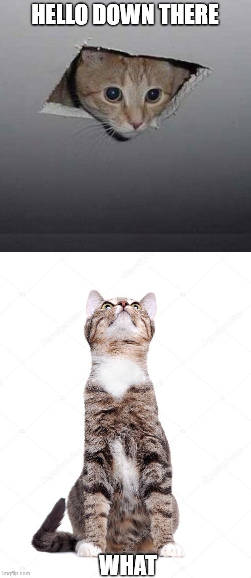 Image Tagged In Memes Ceiling Cat Imgflip