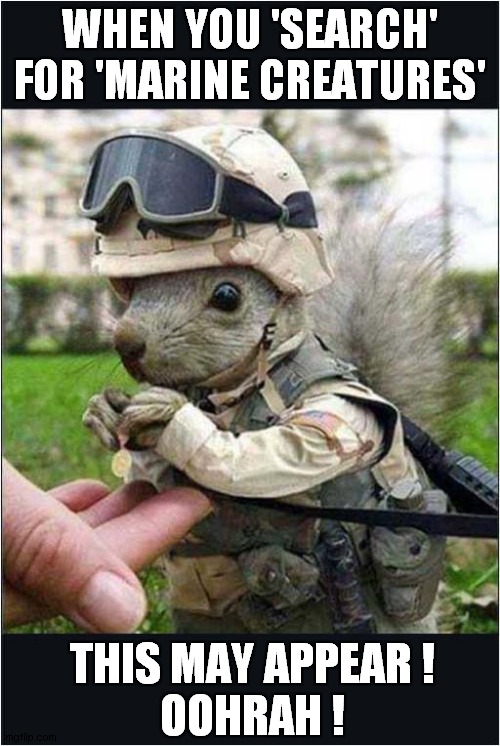 A Marine Squirrel ? | WHEN YOU 'SEARCH' FOR 'MARINE CREATURES'; THIS MAY APPEAR !
OOHRAH ! | image tagged in marines,squirrel | made w/ Imgflip meme maker