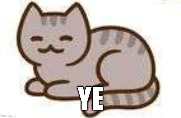 Ye | YE | image tagged in cat | made w/ Imgflip meme maker