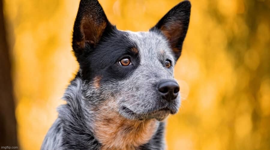 Australian Cattle Dog | image tagged in dogs | made w/ Imgflip meme maker