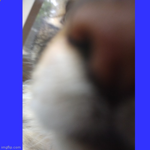 Good morning | image tagged in cat,boop,morning | made w/ Imgflip meme maker