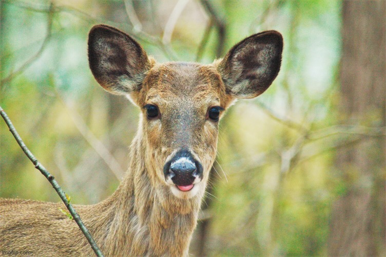 White tailed deer of “redemption” | made w/ Imgflip meme maker