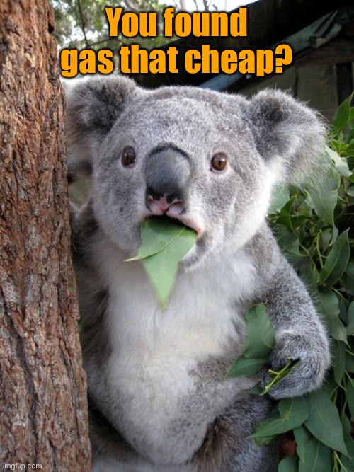 Surprised Koala Meme | You found gas that cheap? | image tagged in memes,surprised koala | made w/ Imgflip meme maker