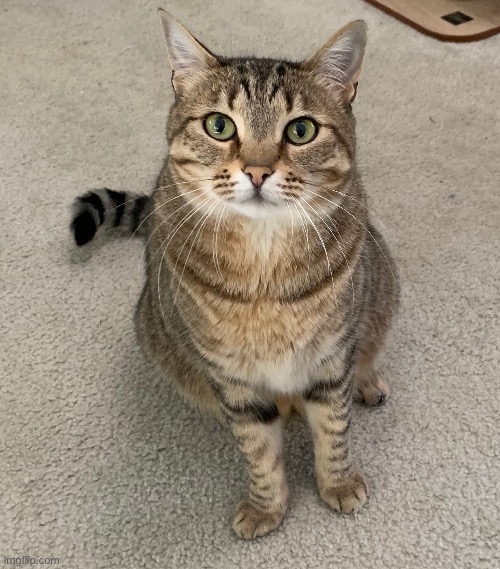 ✨a m b e r✨ | made w/ Imgflip meme maker